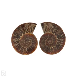 Ammoniet Fossiel uit Madagaskar met artikelnummer 22863
