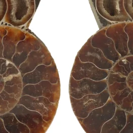 Ammoniet Fossiel uit Madagaskar met artikelnummer 22863