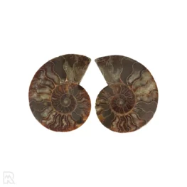 Ammoniet Fossiel uit Madagaskar met artikelnummer 22864