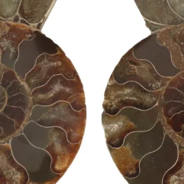 Ammoniet Fossiel uit Madagaskar met artikelnummer 22864