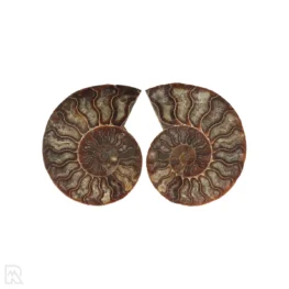 Ammoniet Fossiel uit Madagaskar met artikelnummer 22865