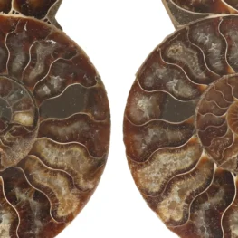 Ammoniet Fossiel uit Madagaskar met artikelnummer 22865
