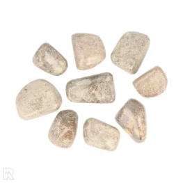 Atlasaurus fossil – 165 million years old