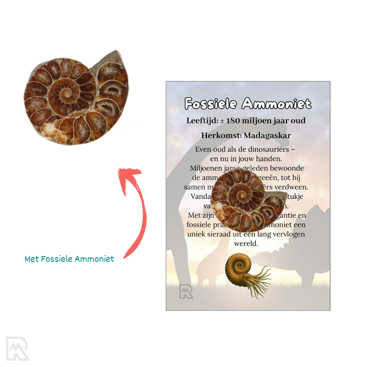 Fossiele Ammoniet Verkoopzakje 1 Fossiele Ammoniet Verkoopzakje