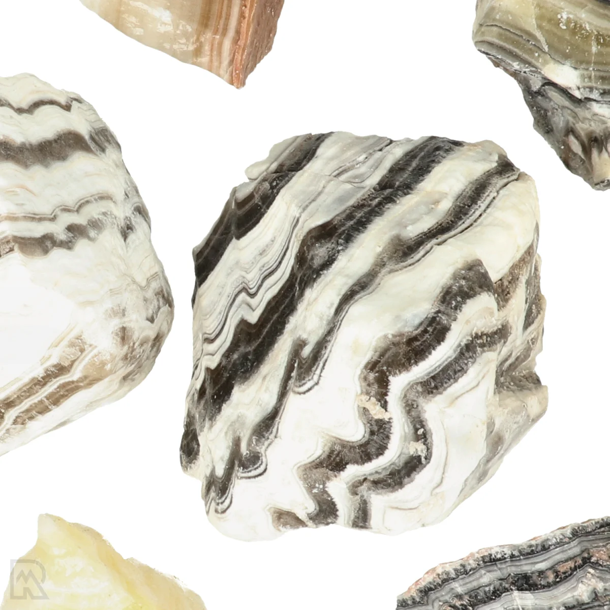 Zebra Calciet 2 Zebra Calciet - Afbeelding 2