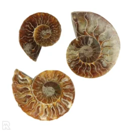Ammoniet set van 3 uit Madagaskar met artikelnummer 23295