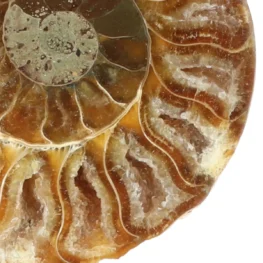 Ammoniet set van 3 uit Madagaskar met artikelnummer 23295