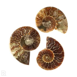 Ammoniet set van 3 uit Madagaskar met artikelnummer 23296