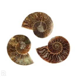 Ammoniet set van 3 uit Madagaskar met artikelnummer 23297