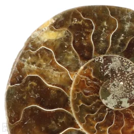 Ammoniet set van 3 uit Madagaskar met artikelnummer 23297