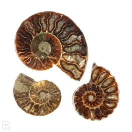 Ammoniet set van 3 uit Madagaskar met artikelnummer 23298