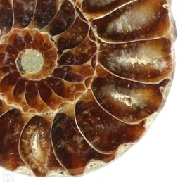 Ammoniet set van 3 uit Madagaskar met artikelnummer 23298