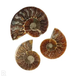 Ammoniet set van 3 uit Madagaskar met artikelnummer 23299
