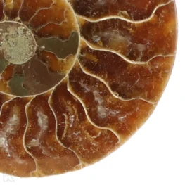 Ammoniet set van 3 uit Madagaskar met artikelnummer 23299
