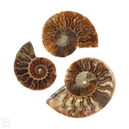 Ammoniet set van 3 uit Madagaskar met artikelnummer 23300