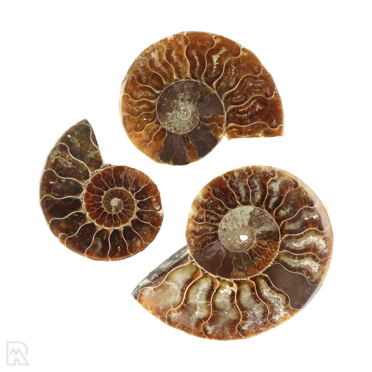 Ammoniet set van 3 1 Ammoniet set van 3 uit Madagaskar met artikelnummer 23300