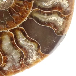 Ammoniet set van 3 uit Madagaskar met artikelnummer 23300