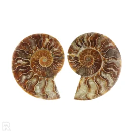 Ammoniet paar uit Madagaskar met artikelnummer 23302