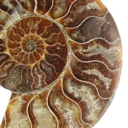 Ammoniet paar uit Madagaskar met artikelnummer 23302