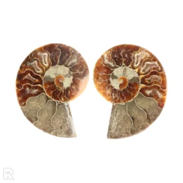 Ammoniet paar uit Madagaskar met artikelnummer 23303
