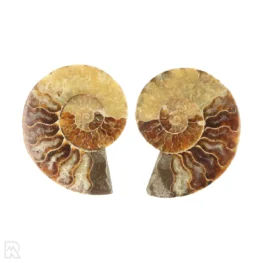 Ammoniet paar uit Madagaskar met artikelnummer 23304