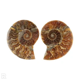 Ammoniet paar uit Madagaskar met artikelnummer 23306