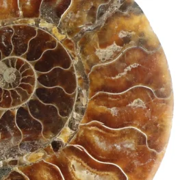 Ammoniet paar uit Madagaskar met artikelnummer 23306
