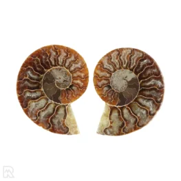 Ammoniet paar uit Madagaskar met artikelnummer 23307
