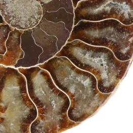 Ammoniet paar uit Madagaskar met artikelnummer 23307