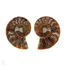 Ammoniet paar uit Madagaskar met artikelnummer 23308