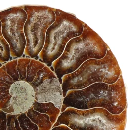Ammoniet paar uit Madagaskar met artikelnummer 23308