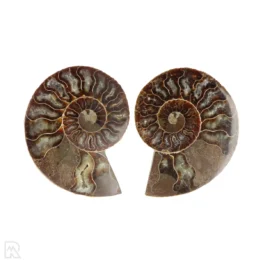Ammoniet paar uit Madagaskar met artikelnummer 23309