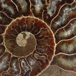 Ammoniet paar uit Madagaskar met artikelnummer 23309