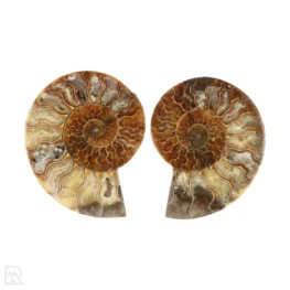 Ammoniet paar uit Madagaskar met artikelnummer 23310