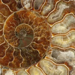 Ammoniet paar uit Madagaskar met artikelnummer 23310