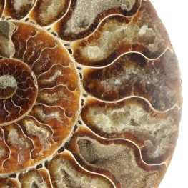 Ammoniet paar uit Madagaskar met artikelnummer 23311
